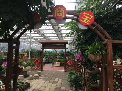 春羽