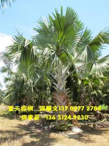 霸王棕